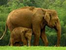 Tusker Trails - Elephant with an Baby