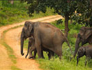 Tusker Trails - Jeep Safari